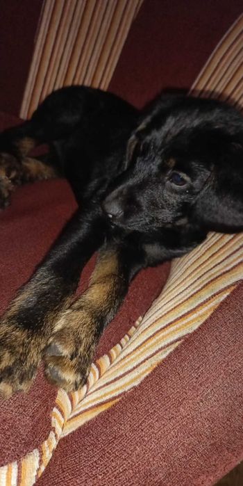 Oddam suczkę rasy kundelek domowy