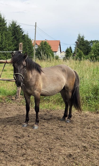 PILNIE SPRZEDAM. Wałach ponad 2 lata