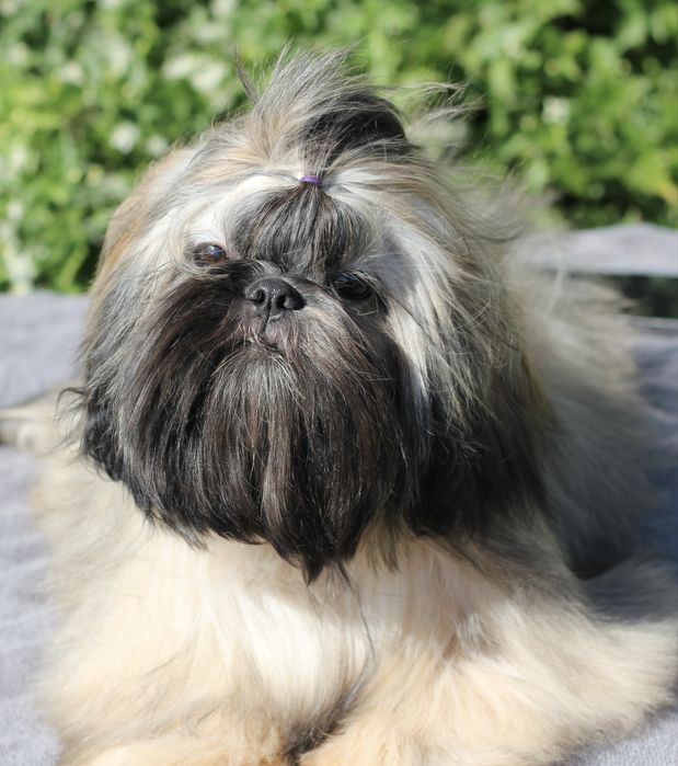 Неймовірна красуня, має вже титри антитіл до сказу