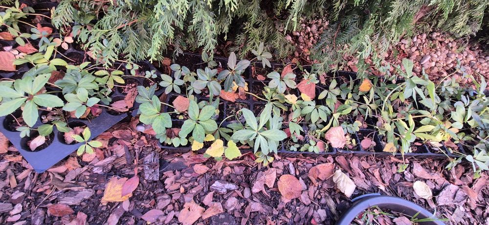 Ciemiernik biały zimowa róża