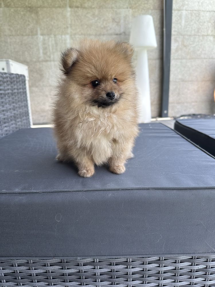 Spitz alemao menino