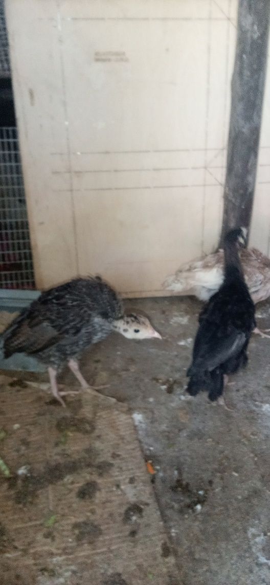 VENDO Perus caseiros