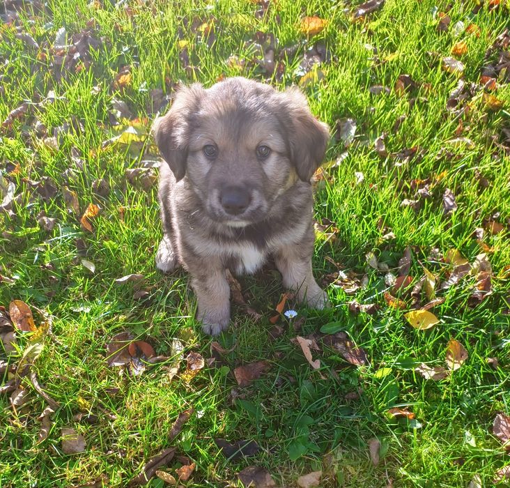 Oddam szczeniaki w typie goldena