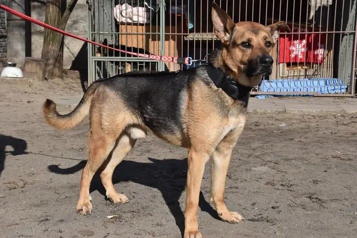 Lucky, 5 lat czekam na dom...