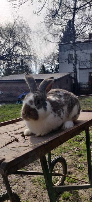 Królik Belg PIĘKNY