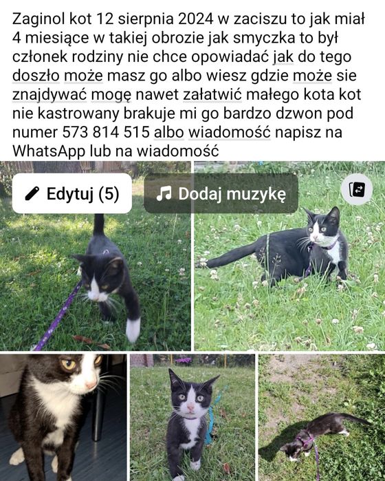 Zaginoł kot o imieniu Mruczek
