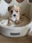 Maltipoo  chłopczyk do   rezerwacji!!