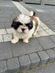 Pieski shih tzu z rodowodem