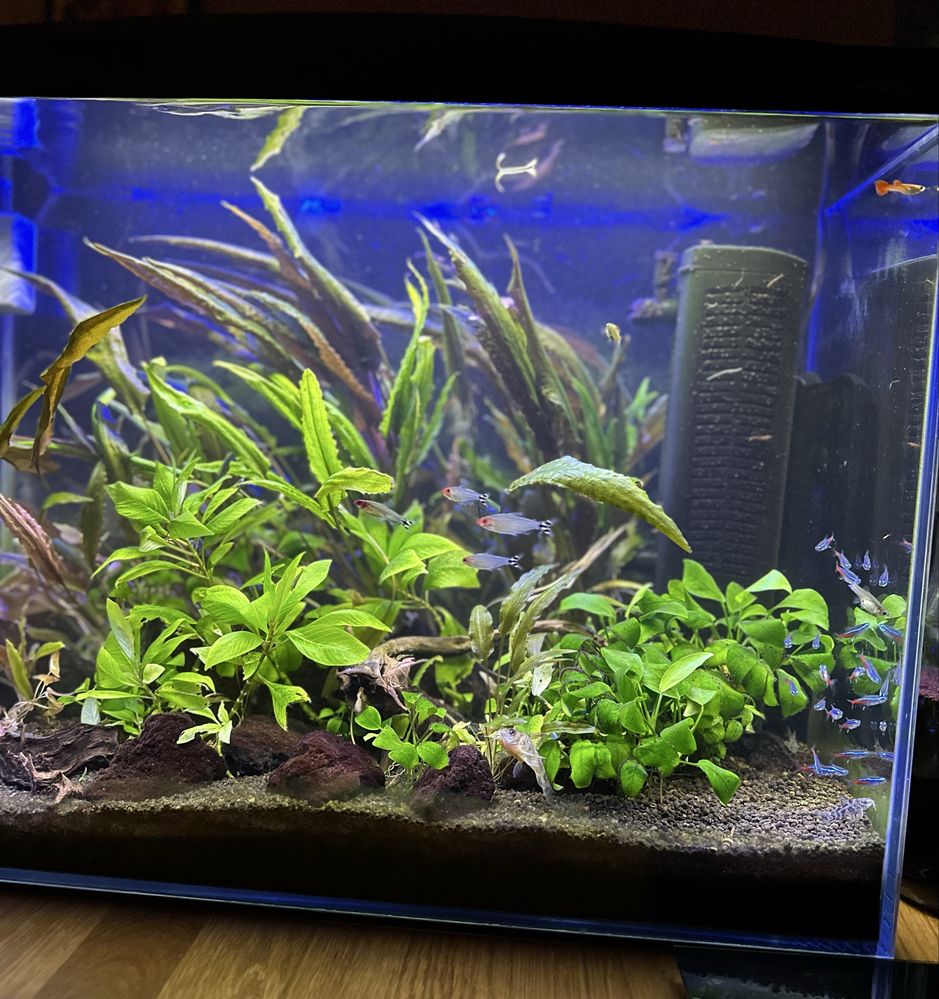 Akwarium optiwhite 81 litów