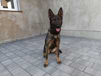 Owczarek Niemiecki
