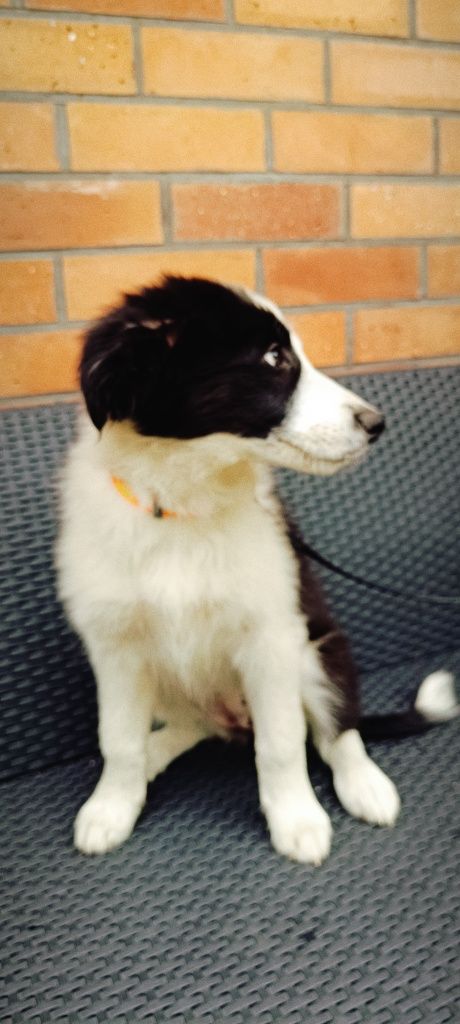 Border collie szczeniak suczka