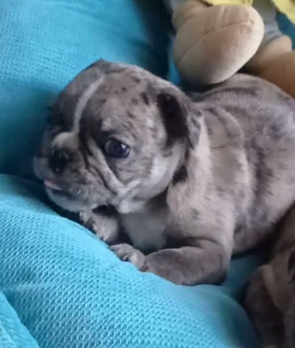 Французский бульдог. Merle.