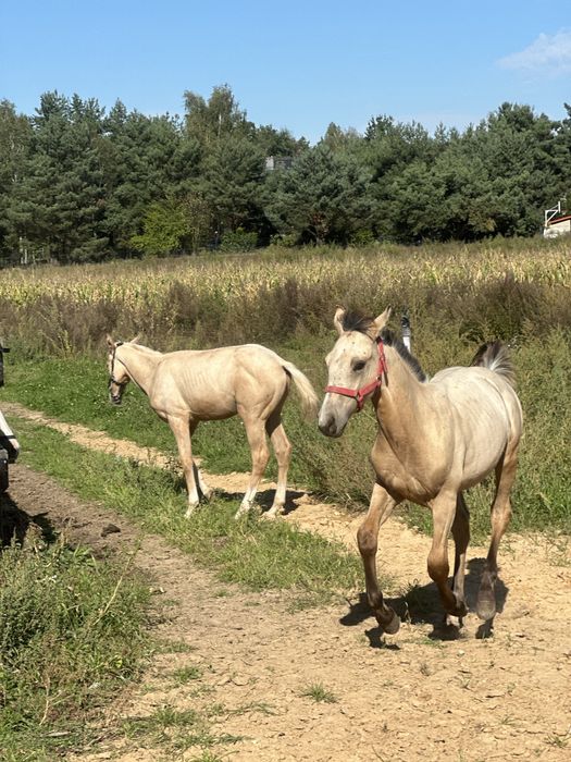 Jeleni odsadek po Bandosie
