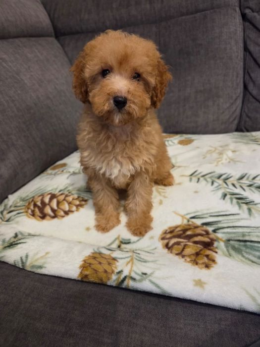 Pudel miniaturowy suczka