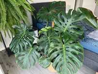 Roślina Monstera – Piękna i Duża!