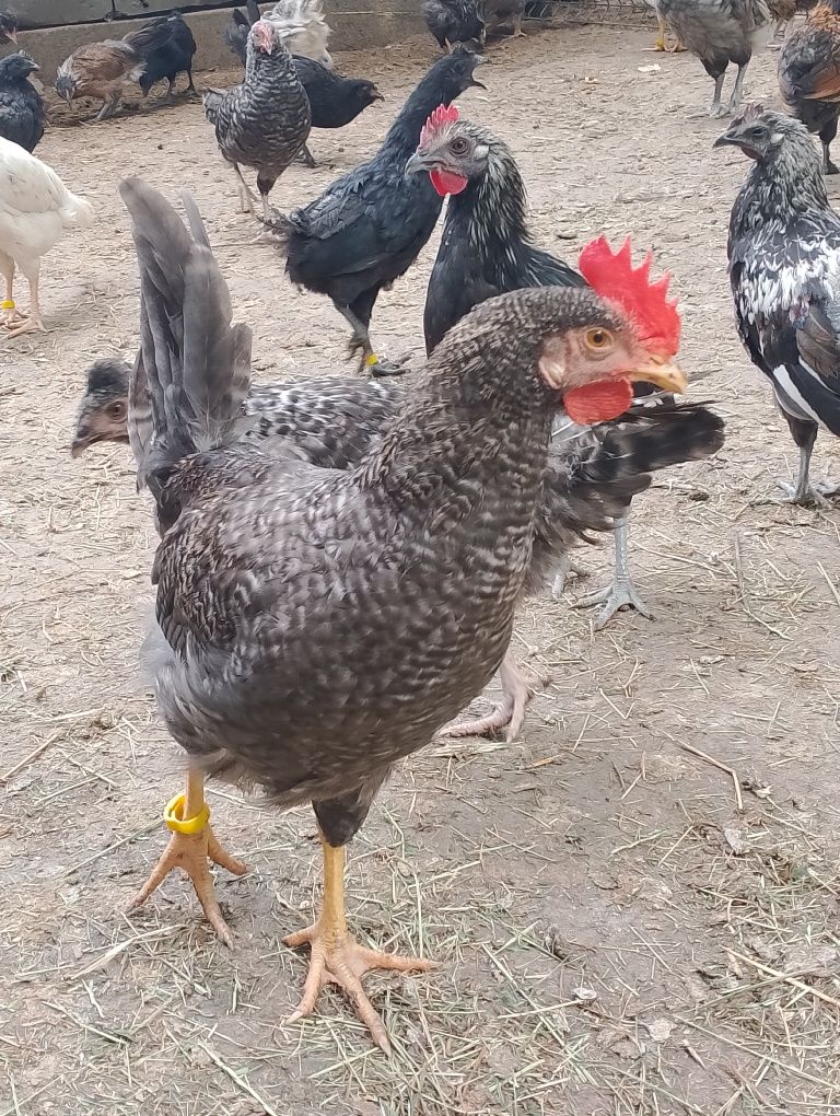 Sprzedam młode koguty