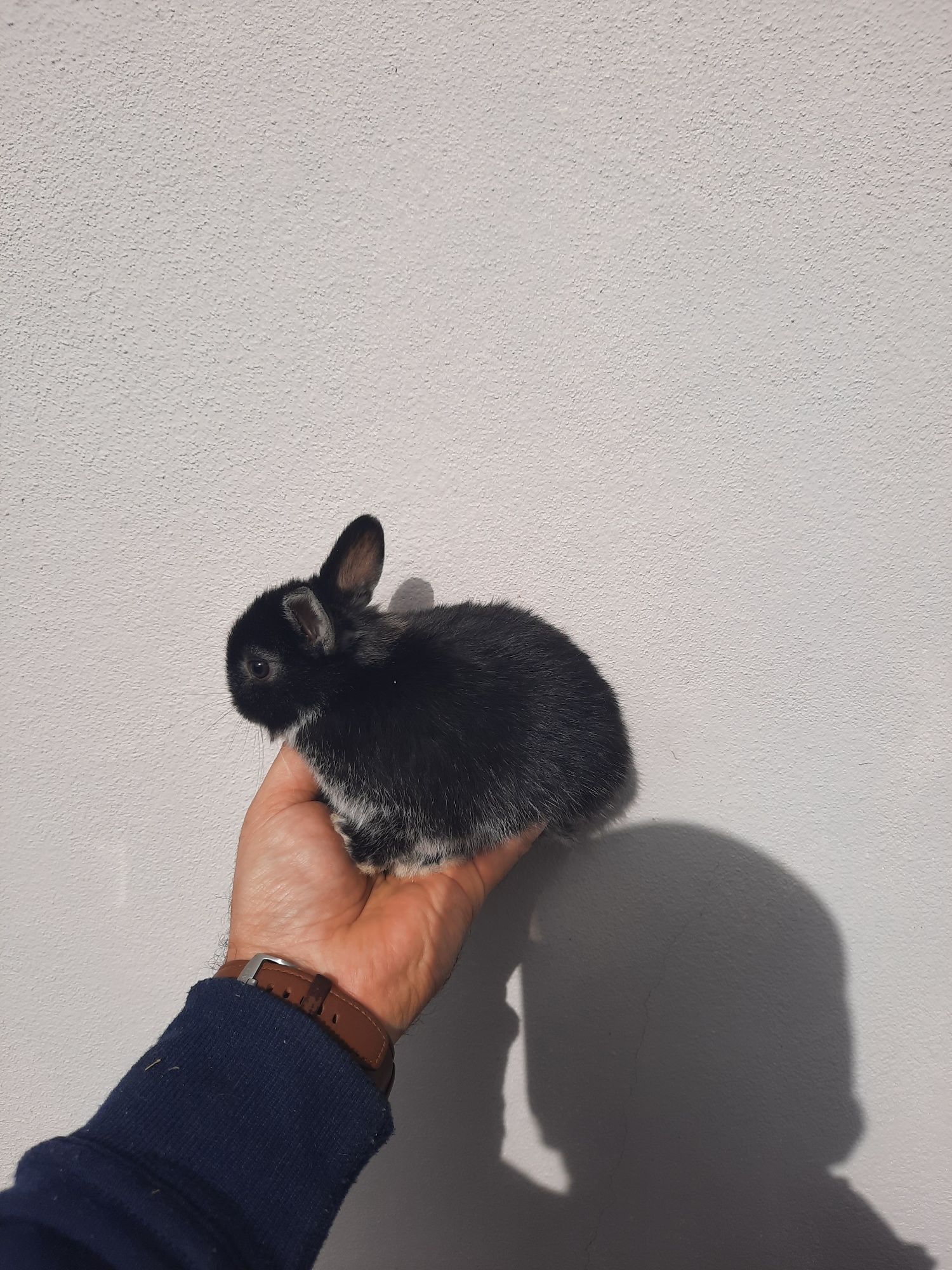 Coelhos anões várias raças