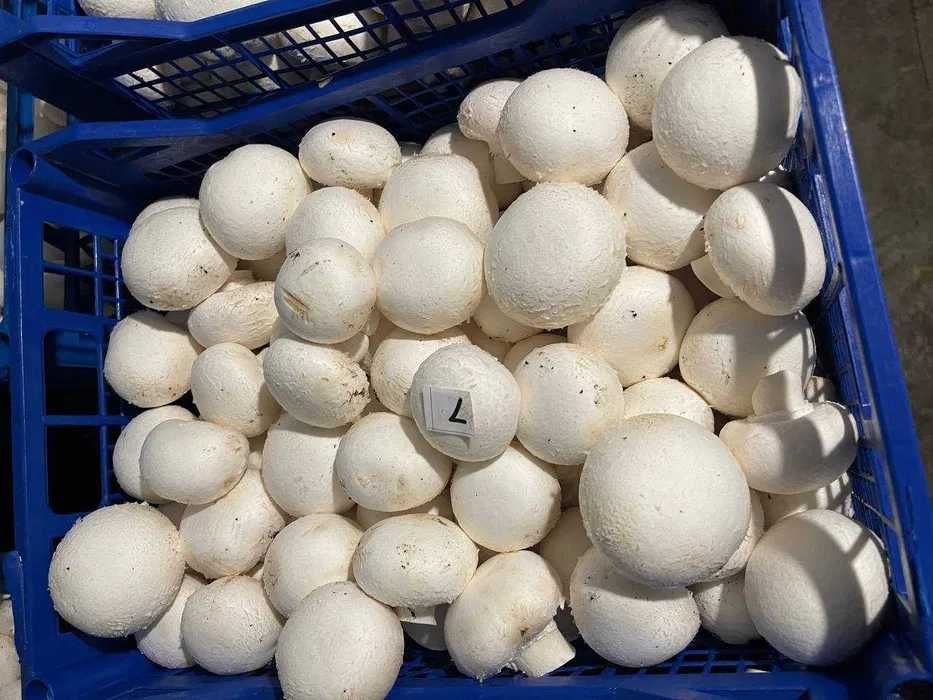 Печериці гуртом — свіжі, у лотках, консервовані, сорт 1-2, Шепетівка