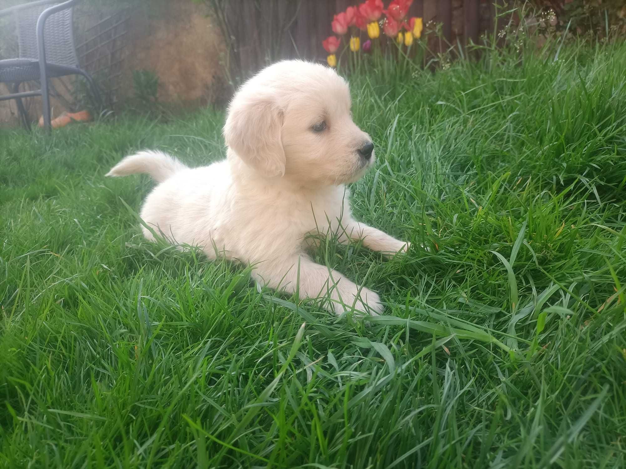 Zapowiedź miotu szczeniaków Golden Retriever ZHPR Siedliskowo