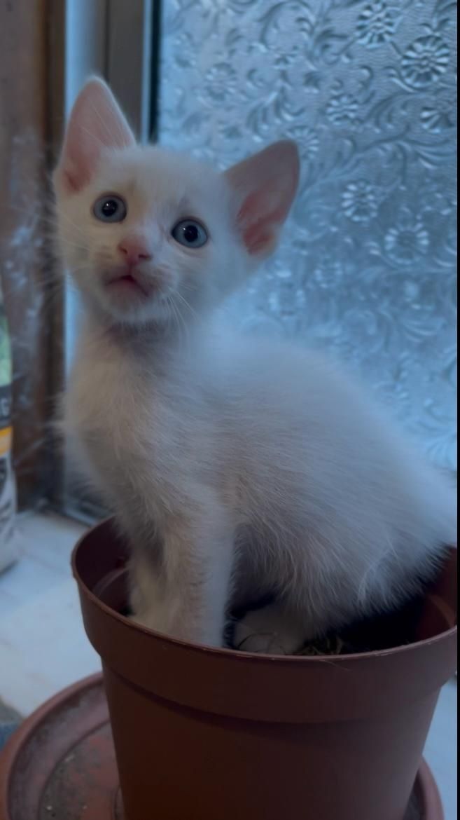 Gatos para adoção responsável
