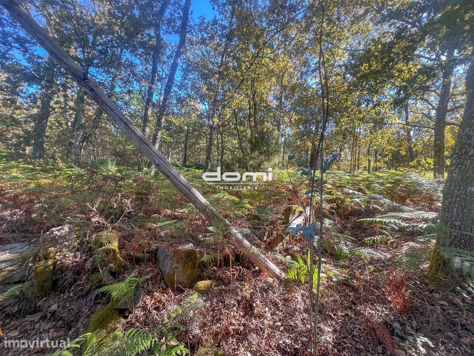 Pinhal para venda em São Pedro do Sul