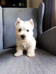 West highland white terrier