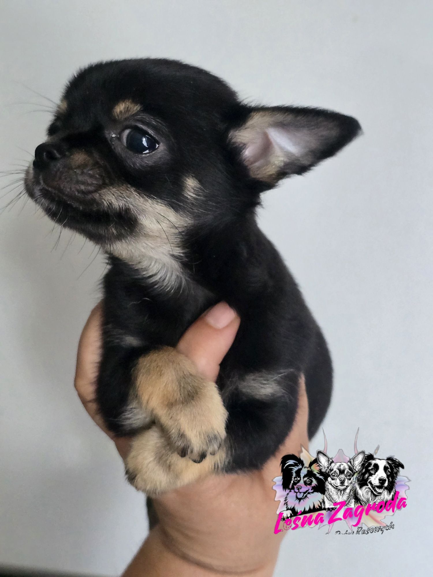 Chihuahua sprzedam