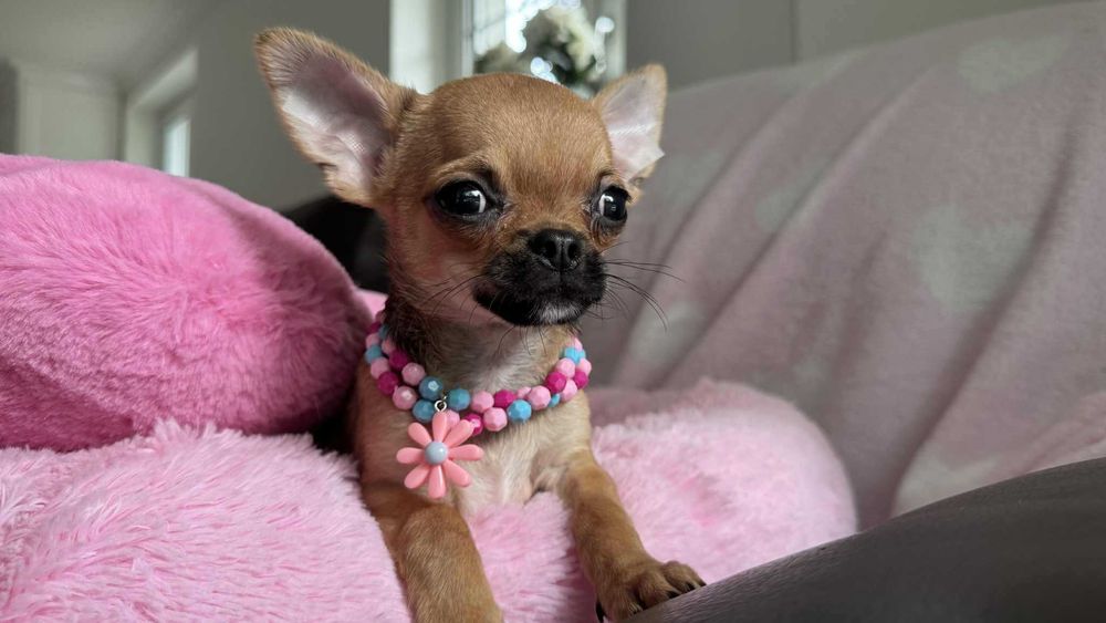 Chłopczyk Chihuahua Brązowy z Rodowodem Tommy