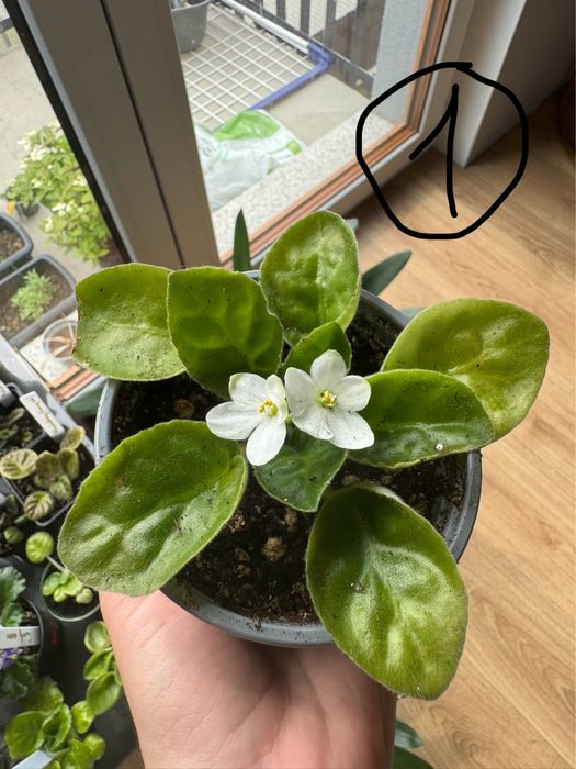 Sprzedam sadzonki białego fiołku