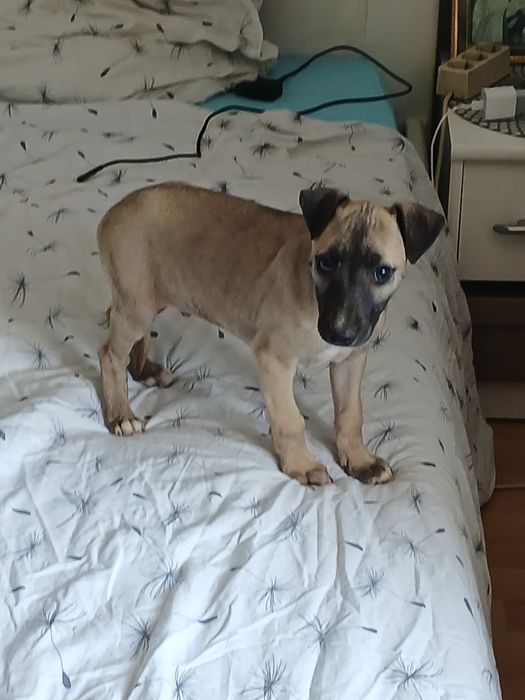 Chart Angielski Whippet śliczny piesek