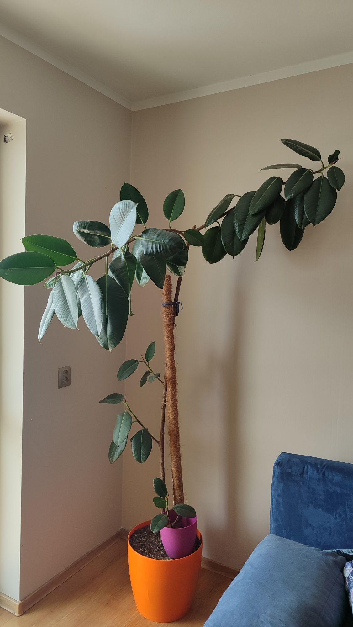 Ficus Elastica ogromny