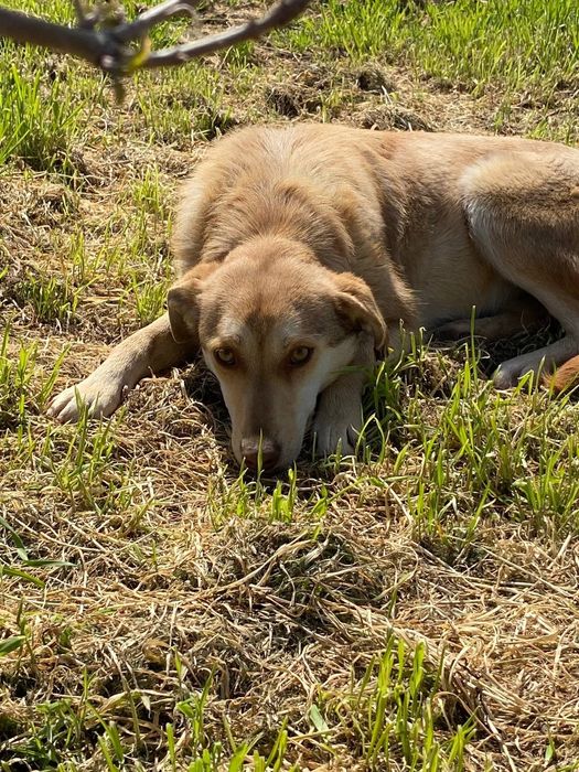 Отдам даром в добрые руки собачек метисы лабрадора