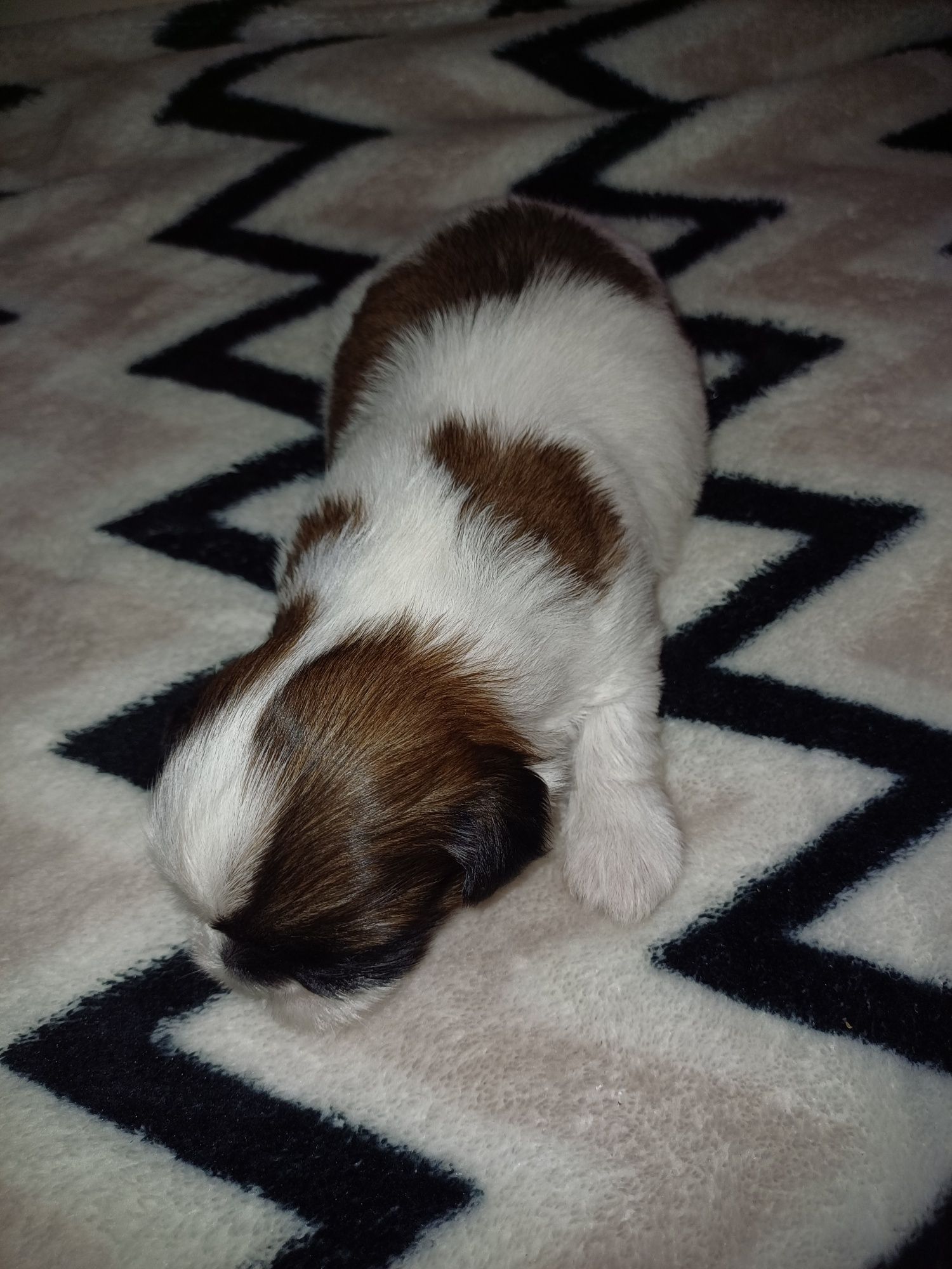 Ogłoszenia prywatne shih tzu