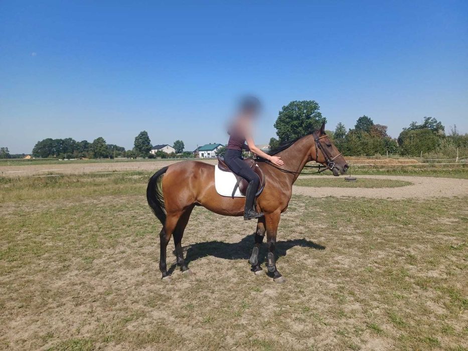 Wałach, kłusak francuski