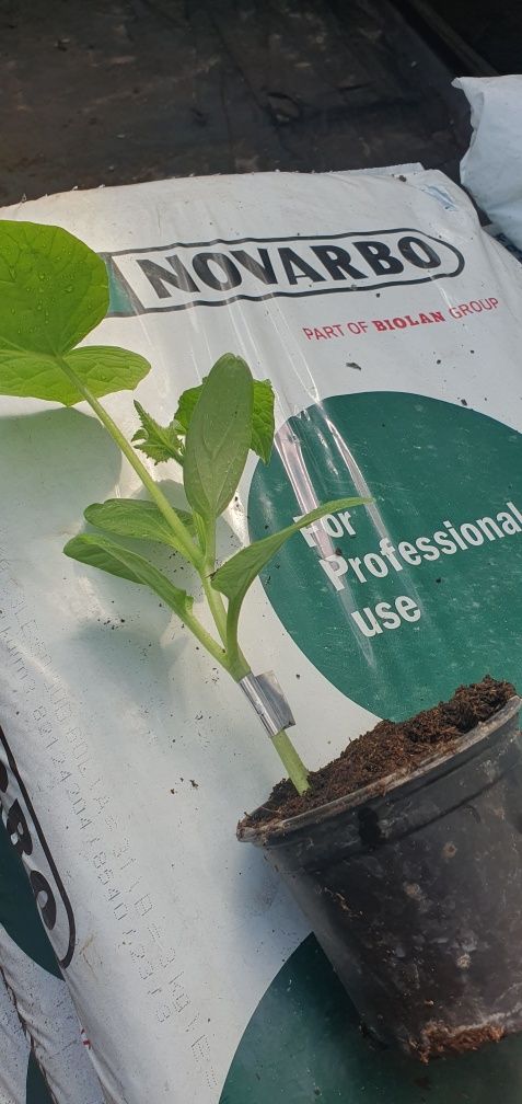 Sadzonki ogórków szczepione na dyni. Rozsada ogórka