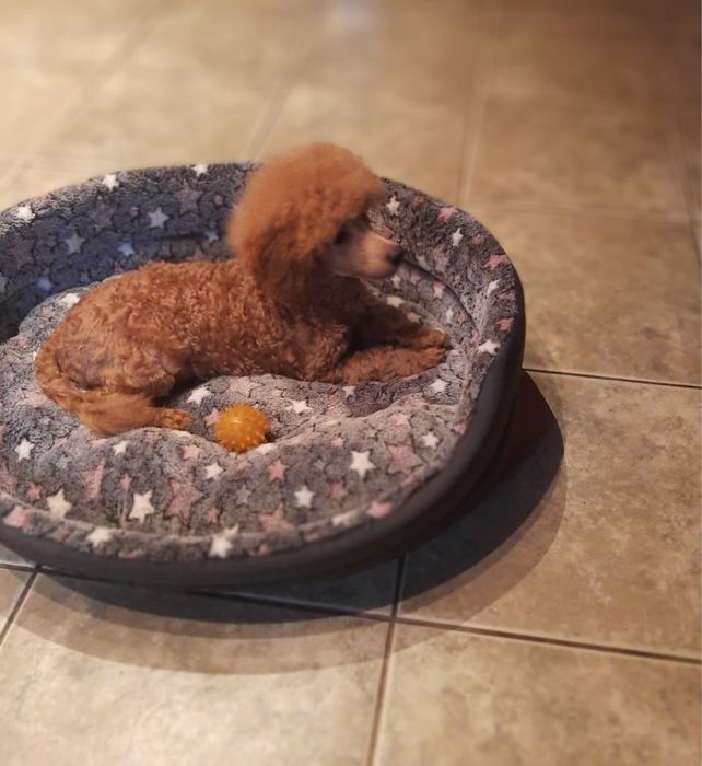 Pudel miniaturowy piesek Mozart