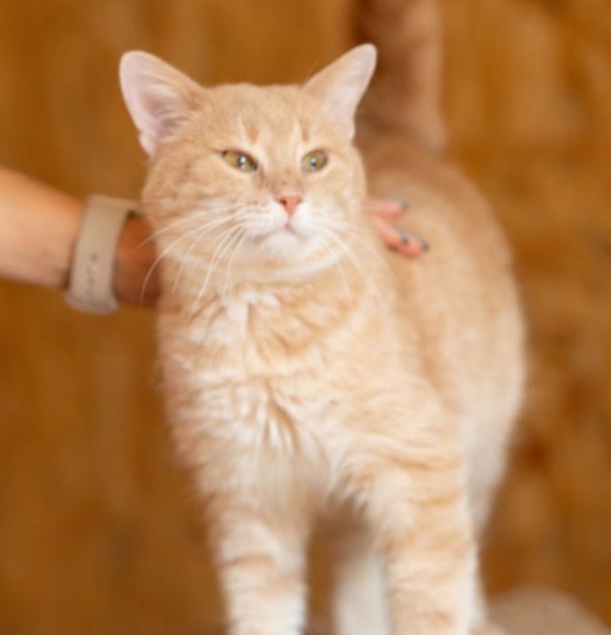 котенок Сан, котик, 3 года. Чудесный кот