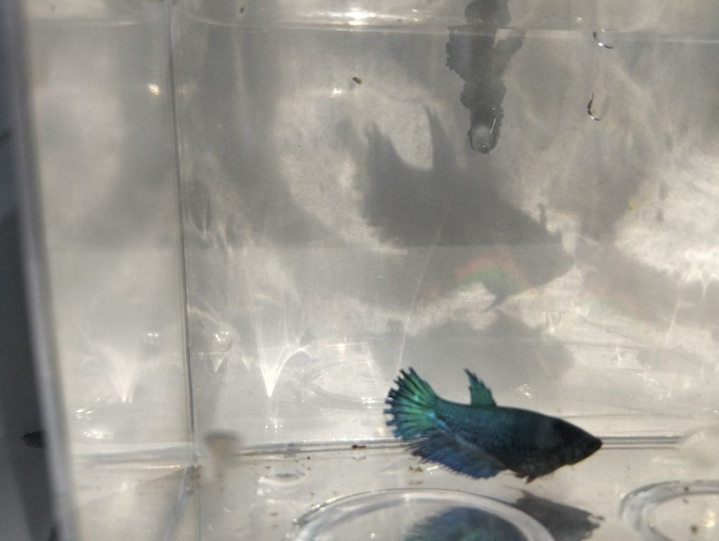 Bettas fêmeas variadas cores