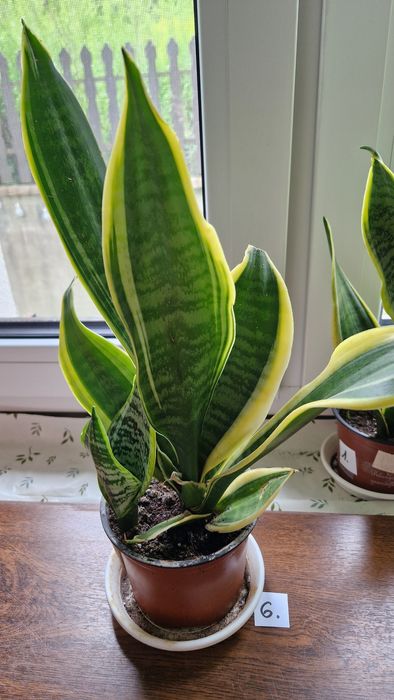 Sanseviera Laurentii sadzonki ukorzenione