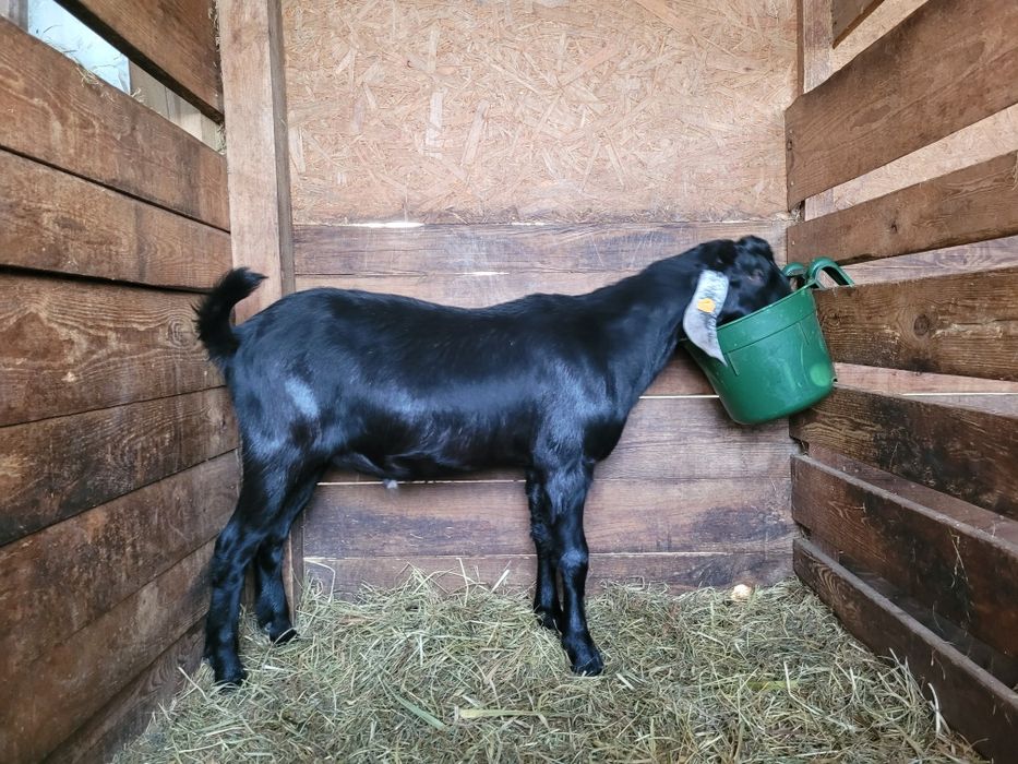 Kozioł, koziołek anglonubijski