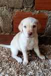 Labradora bege pura