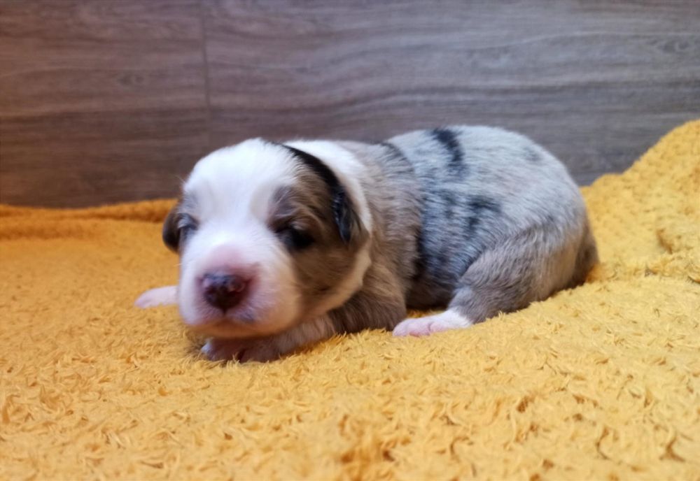 Piesek merle Border Collie ZKwP