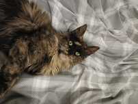 Kotka Maine coon
