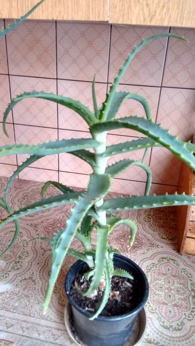 Aloes leczniczy-duże rośliny czteroletnie