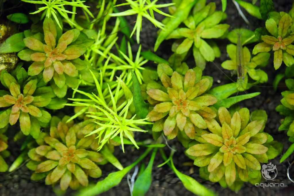 Ludwigia Sphaerocarpa mini rzadkości Rarytas do Nano