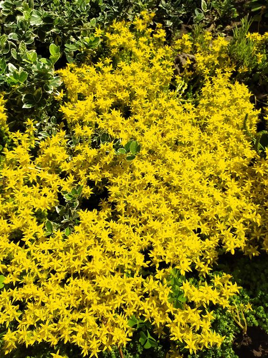 Продам садові декоративні рослини