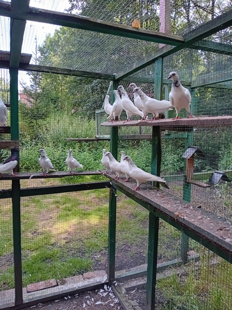 Budapeszty na srebrnym i jasnym siwym wianuszku