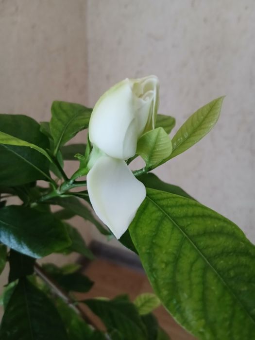 Продам гарденію жасминовидну