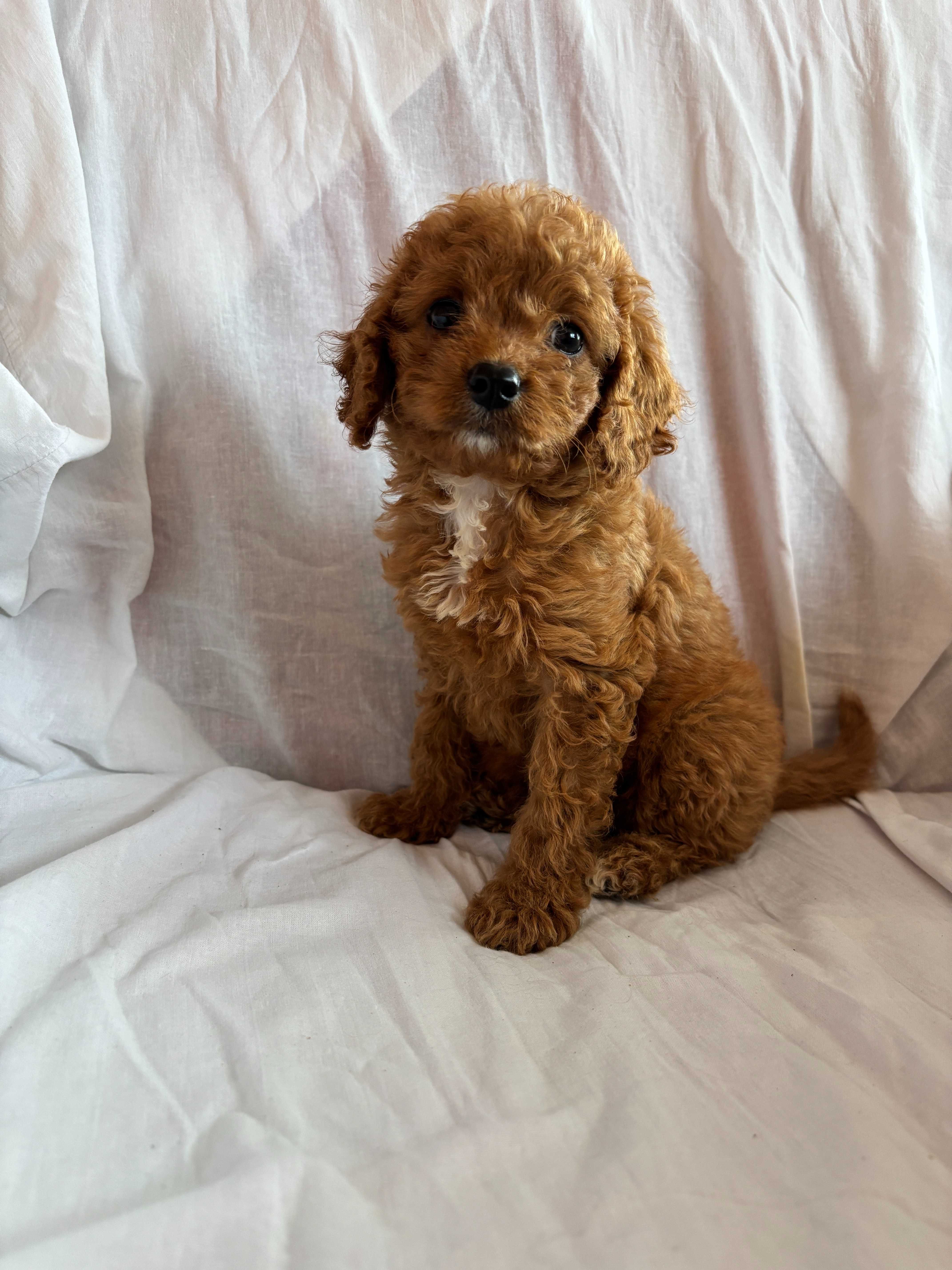 Suczka rasy Cavapoo