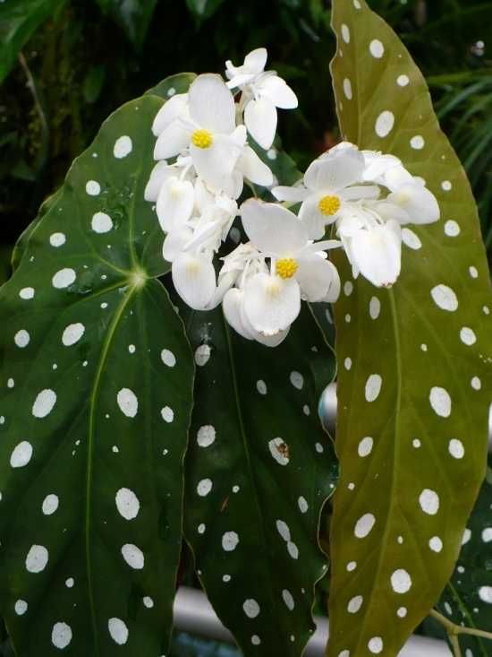 Бегонія макулата Begonia maculata